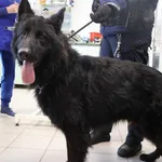 Znaleziono psa, Łódź, 30 listopada 2025