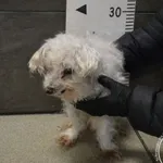 Znaleziono psa, Chełmek, 30 listopada 2025