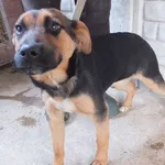 Lijza to suczka przywieziona w dniu 17.11.25r z terenu gm. Trojanów średnia, kontaktowa, miła, młoda