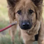 Oddam psa, Warszawa, 1 grudnia 2025