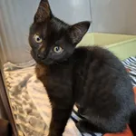 Kot do adopcji, Olsztyn, 29 listopada 2025