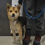 Znaleziono psa, Chełmek, 30 listopada 2025