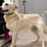 Znaleziono psa, Łódź, 29 listopada 2025