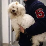 Znaleziono psa, Łódź, 30 listopada 2025