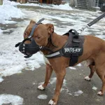 13246/212/25 Drago - data przyjęcia - 30.11.2025