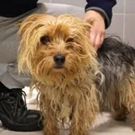 Znaleziono psa, Łódź, 30 listopada 2025