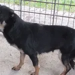 Listria to suka przywieziona w dniu 17.11.25r jest nieduża, zestresowana i wycofana,