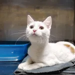 Kot do adopcji, Włocławek, 28 listopada 2025