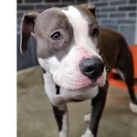 Znaleziono psa, Wrocław, 30 listopada 2025