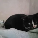 Znaleziono kota, Sosnowiec, 1 grudnia 2025