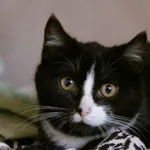 Znaleziono kota, Sosnowiec, 1 grudnia 2025