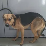 Znaleziono psa, Lublin, 30 listopada 2025