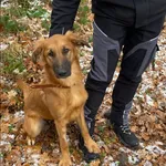 Pies do adopcji, gmina Platerówka, 1 grudnia 2025