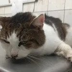 Znaleziono kota, Toruń, 1 grudnia 2025