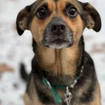 Pies do adopcji, Bydgoszcz, 1 grudnia 2025