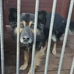 Pies do adopcji, Gorzów Wielkopolski, 30 listopada 2025
