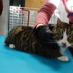 Znaleziono kota, Szczecin, 30 listopada 2025