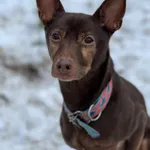 Pies do adopcji, Bydgoszcz, 1 grudnia 2025