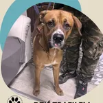 Znaleziono psa, Dąbrówka, 28 listopada 2025