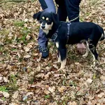 Pies do adopcji, gmina Platerówka, 1 grudnia 2025