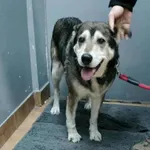 Znaleziono psa, Sosnowiec, 28 listopada 2025