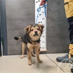 Znaleziono psa, Chełmek, 2 grudnia 2025