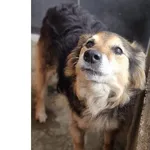 Pies do adopcji, Wrocław, 29 listopada 2025