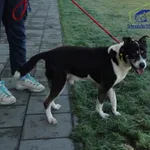 Znaleziono psa, Szczecin, 30 listopada 2025