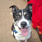 Znaleziono psa, Szczecin, 30 listopada 2025