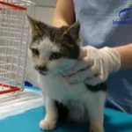 Znaleziono kota, Szczecin, 2 grudnia 2025