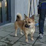 Znaleziono psa, Szczecin, 30 listopada 2025