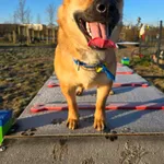 Znaleziono psa, Szczecin, 30 listopada 2025