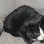 Znaleziono kota, Sosnowiec, 30 listopada 2025