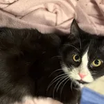 Znaleziono kota, Sosnowiec, 30 listopada 2025