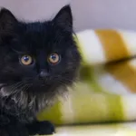 Znaleziono kota, Sosnowiec, 1 grudnia 2025