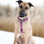 Znaleziono psa, Sosnowiec, 28 listopada 2025