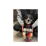 Znaleziono psa, Białystok, 14 listopada 2025