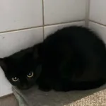 Znaleziono kota, Lublin, 21 listopada 2025