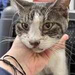 Znaleziono kota, Lublin, 27 listopada 2025