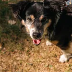 Pies do adopcji, Sosnowice, 24 kwietnia 2025