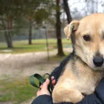 Pies do adopcji, Chełmek, 30 października 2025