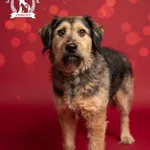 Pies do adopcji, Bydgoszcz, 7 stycznia 2026