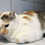 Znaleziono kota, Lublin, 28 listopada 2025