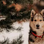 Pies do adopcji, Czartki, 3 grudnia 2025