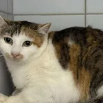 Znaleziono kota, Lublin, 28 listopada 2025