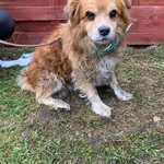 Znaleziono psa, Czartki, 2 grudnia 2025