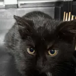 Znaleziono kota, Lublin, 2 grudnia 2025