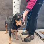 Znaleziono psa, Chełmek, 2 grudnia 2025