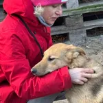 Pies do adopcji, Milanówek, 3 stycznia 2026