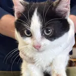 Znaleziono kota, Lublin, 27 listopada 2025